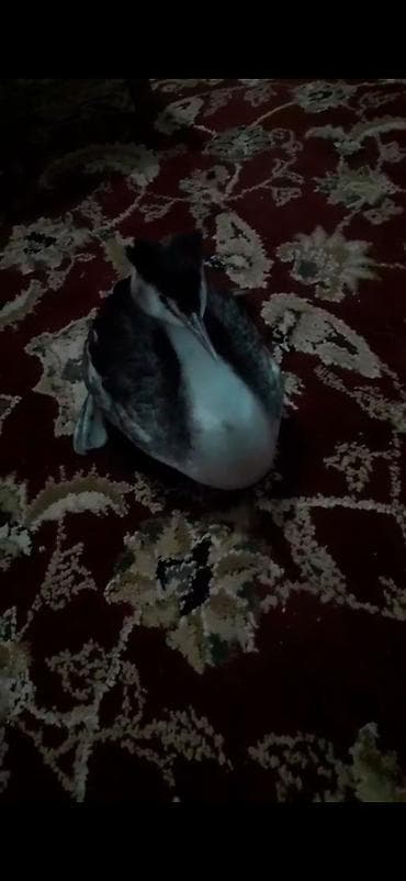 itlər: Su quşu – Grebe (sualtı ovçu) - Növ: grebe tipli su quşu (uzun boyun — 2