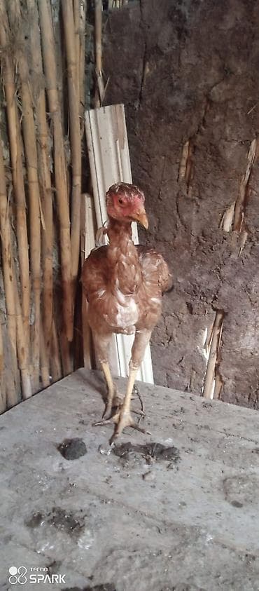 dovsan satilir: Toyuq, Damazlıq — 5