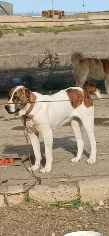 it davası 2020: Qurdbasar, 1 il, Dişi, Peyvəndli, Ödənişli çatdırılma — 21