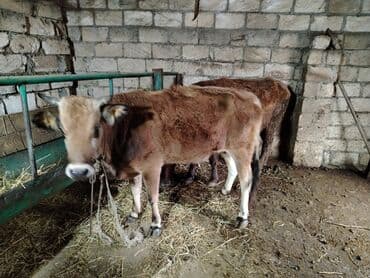 lal ordək yumurtası: Dana, buzov, Dişi, Holsteyn, ay: 1, 560 kq, Ətlik — 6