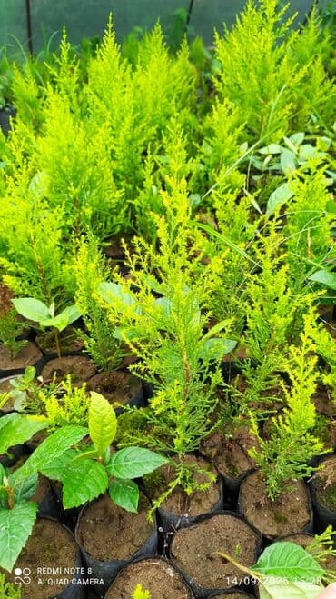 tikanli bitkiler: Limonni yolka şitili sifariş üçün vhatsapa yaza bilersiz agac gül — 2