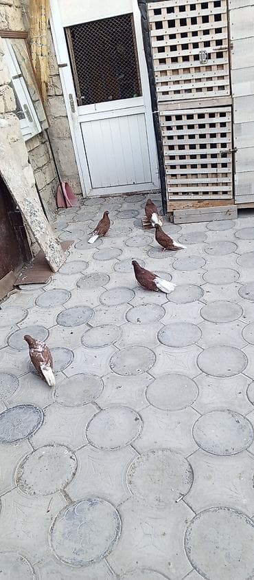 quşlar goyərcin: Agquyruqlar 5de erkekdi qiymet birine aiddi — 6
