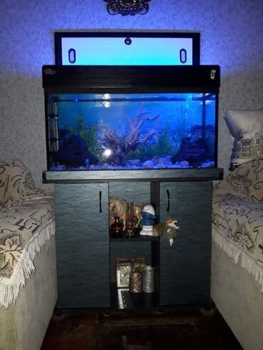 betta balıq: Akvaryum komplekti – dekorativ şkaflı - Şüşə akvaryum, düzbucaqlı — 2