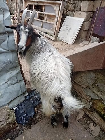 sud veren keci: Dişi, il: 4, 20 kq, Südlük, Ünvandan götürmə — 1