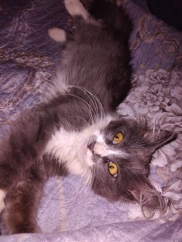 pişik balaları: Meyn-kun, Erkək, Yaxşı əllərə, Ünvandan götürmə — 1