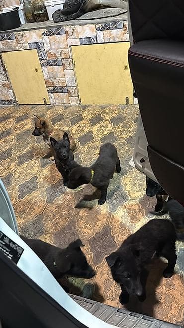 pitpul it: Peyvəndli — 2