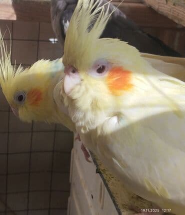 həştərxan quşu: İki ədəd ağ rəngli, yanaqlarında narıncı ləkələr olan, başında sarı — 1