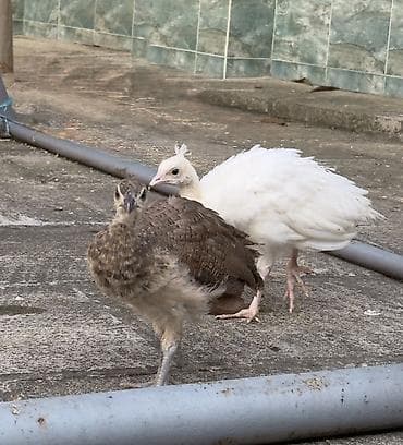 Heyvanlar: Tovuz quşları (iki fərqli rəng) Çox sayda tovuz quşları satılır, şəkil — 1