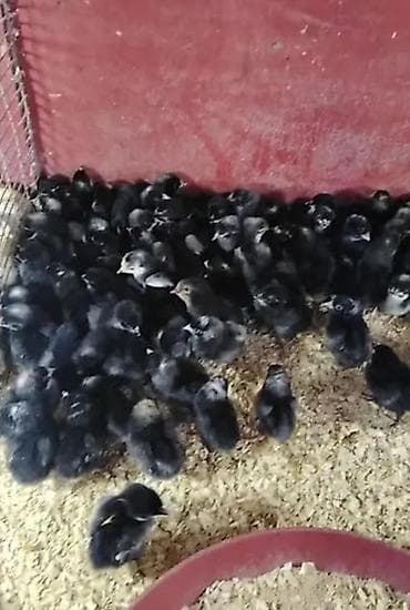 heyrati cuce: Toyuq cücələri, Ətlik — 2