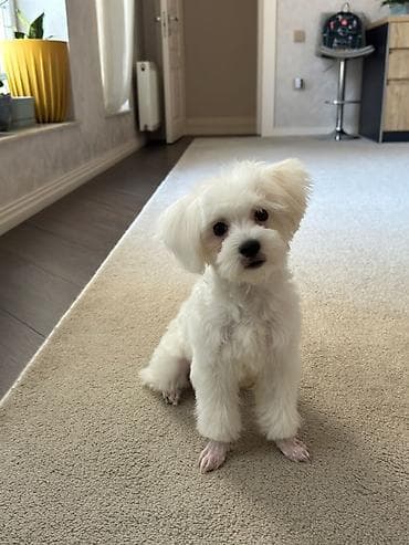 it şəkili: Malta bolonka, 1 il, Erkek, Peyvəndli, Ünvandan götürmə, Ödənişli çatdırılma, Rayonlara çatdırılma — 1