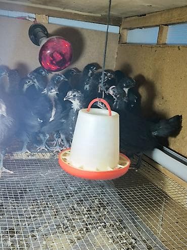 toyuq cuce satiram: Toyuq cücələri, Ətlik — 3