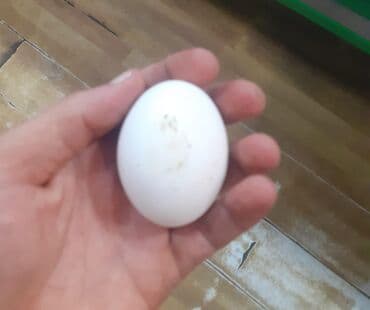 Məhsul: KEND YUMURTASI (10 denesi 4 manatdan verilir) Təsvir: -