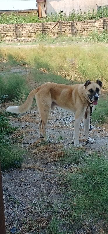 jack russell terrier: Qurdbasar, 1 il, Erkek — 1