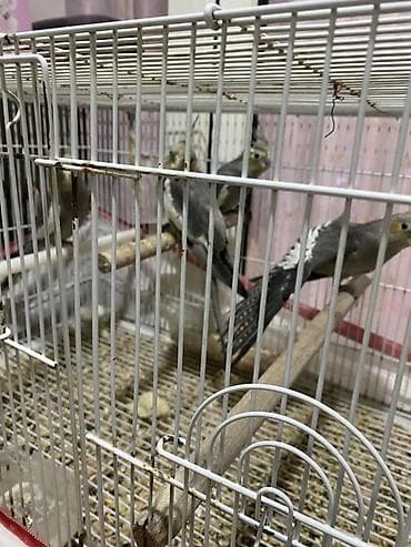 pitbull satisi: Salam Korella tutuquşuları satılır Baladılar hardasa 3-4 aylığdılar öz — 3