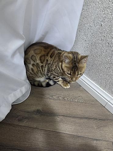 anqora pişik: Benqal — 9