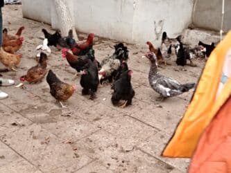 yerli inekler: Başlıq:Ev quşları Təsvir: Həyət quşları satılır: - Ördeyin xoruzu – — 14