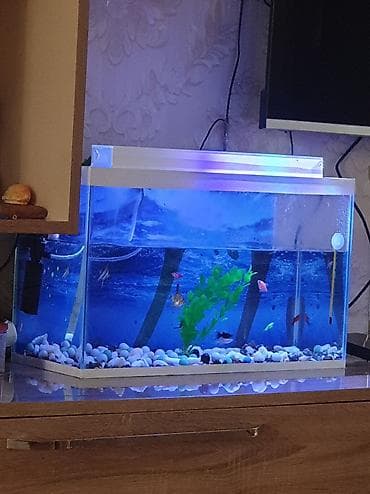 akvaryum baligi: Dördbucaq akvarium, Balıqlarla birlikdə, 30 l — 7