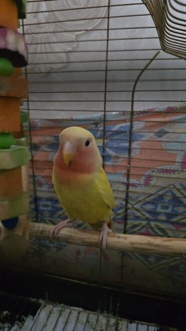 qarğa satışı: Satilr dişdi 5 aylq — 3