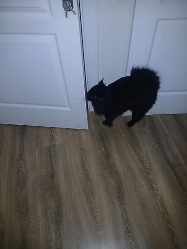 pişik cins: Yaxşı əllərə — 5