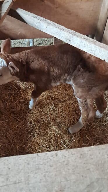 smental inek: Simmental buzov satılır. Ünvan Məhəmmədi kəndi — 4
