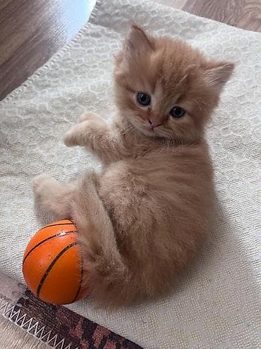 ana bala inək: Yaxşı əllərə — 2