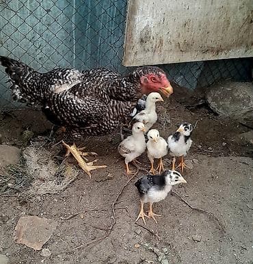 Птицы: Heyratı 1 ana 8 bala, ailə şəkilində satılır. Hər iki tərəfi türkdür — 4