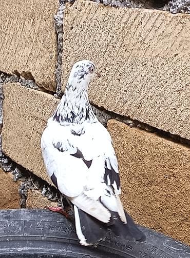 Salam.cil maya satilir. Tam saglam heyvandi unvan şəki qıraga gondere