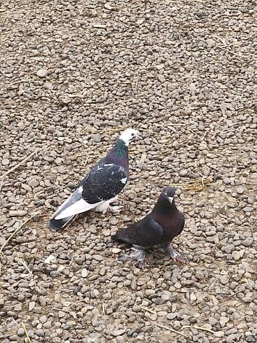 tovuz quşu yumurtası: Erkek maya hazır çüt ikiside oynaqdı ayaq lələklərı belə deyil — 3