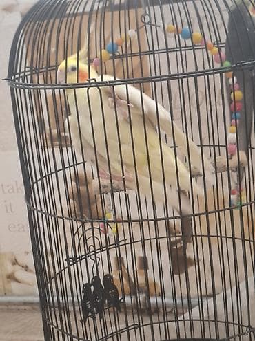 mal bazari: Təsvir: - 2 ədəd carella papuqayı: biri açıq sarı-ağ rəngdə, digəri — 9
