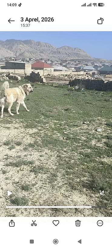 ev heyvanları: Qurdbasar, Peyvəndli — 2