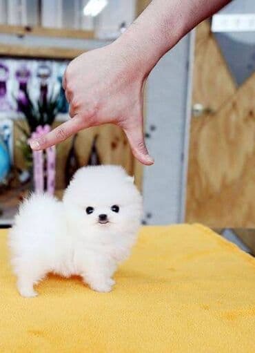 2 ay, Dişi, Ünvandan götürmə