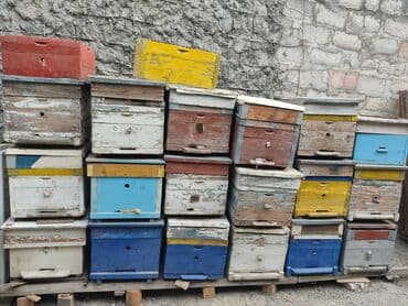 pişik qiymətləri: Arı 🐝 yeşikləri satılır.Yaxşı vəziyyətdədi.10-12 ramka Tutur.Qiyməti — 6