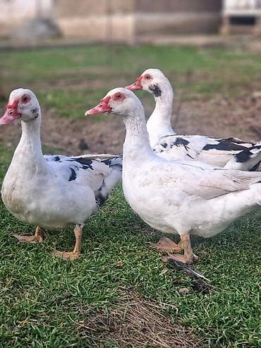qus sesi: Muscovy ördəkləri (indo-ördəklər) Lal ordekler satilir erkey 20. disi — 2