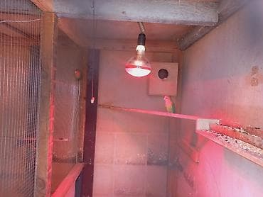 quş papuqay: Ağ başlı yaşıl sevda quşları (Lovebird) cütü – damazlıq üçün uyğun — 1