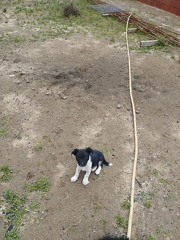 heyvan sahiblənmə: Zvonok, 1 ay, Dişi, Cütləşmə üçün, Ödənişli çatdırılma — 2