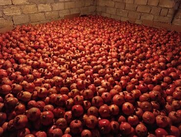 pip ağacı meyvesi: Nar 7 ton əlaqə 0505844565 — 3