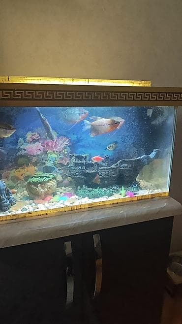 beta balığı: Akvaryum komplekti – dekorativ stend ilə - Şüşə akvaryum: düzbucaqlı — 1