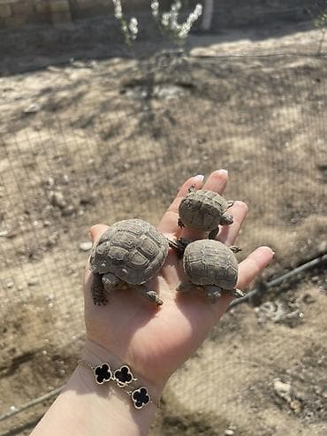 Akvariumlar: Quruda yaşayan balaca tısbağalar - Növ: Kiçik ölçülü quru tısbağaları — 1