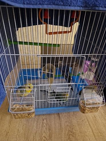 qus qefes: Bülbül (dalğalı papuqay) quşları və qəfəs dəsti -quslar satilir — 7