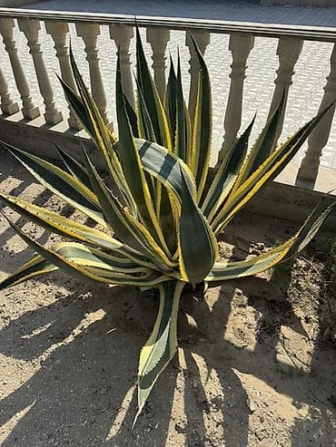 diffenbaxiya bitkisi: Agave americana ‘Variegata’ – dekorativ sukulent - Növ: Agave — 4