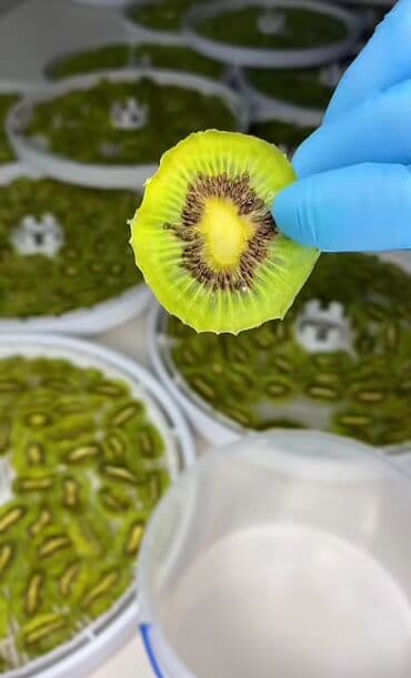 Готовые блюда, кулинария: Təbii və qatqısız qurudulmuş meyvə dilimləri. 1) Banan 100qr 7m 2) — 4