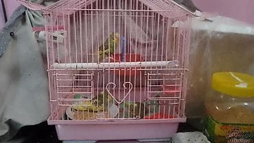 ağdaş yemi: Məhsul: Dalmatin/xallı rəng çalarlarında australian bülbülləri — 2