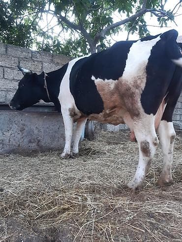 3 qarına cavan temiz ivanovkadi 8 ayın icindedi boğazdıği super — 5