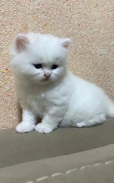 akvarium balıq növləri: Fars, Erkək, Cütləşmə üçün, Pulsuz çatdırılma — 4