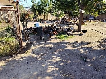 afcarka balasi erkey: Kənd yumurtadi.0.25 qəpiyə Novxanı dadı. Hər gün 70-80 yumurta olur — 1