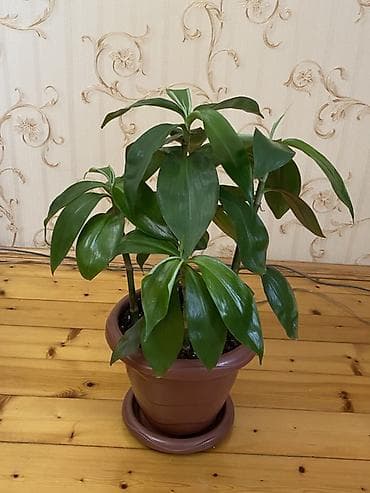dracena gulu: Otaq bitkisi – Dracena fragrans (Corn Plant) tipli dekorativ yaşıl — 2