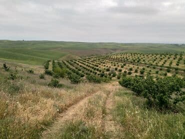 astara torpaq: 104 sot, Kənd təsərrüfatı, Kupça (Çıxarış) — 1