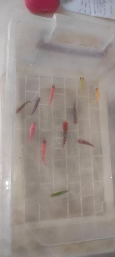 balığlar: Glofish, Sülhsevər — 2
