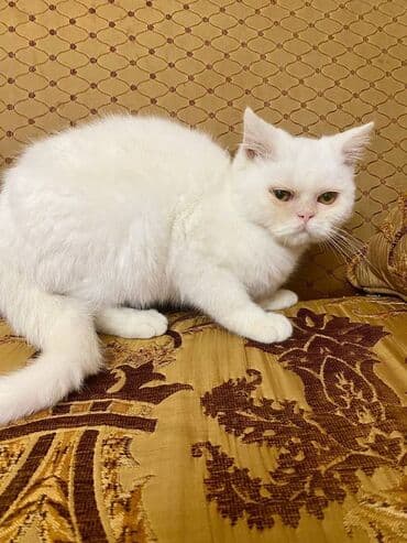 pişik blender: Ekzot, Erkək — 3