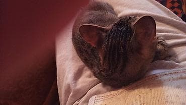 cins pisikler: Bu pişikden axtarıram.Kimde varsa alıram — 3